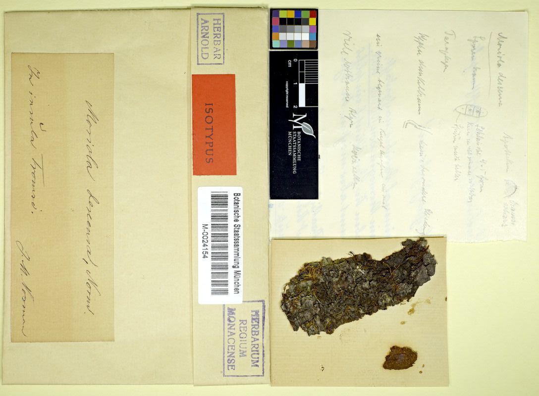 Представитель Семейства Moriolaceae